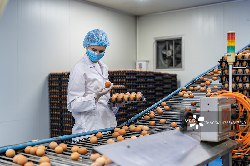 工人正在对鸡蛋生产进行质量控制图片素材