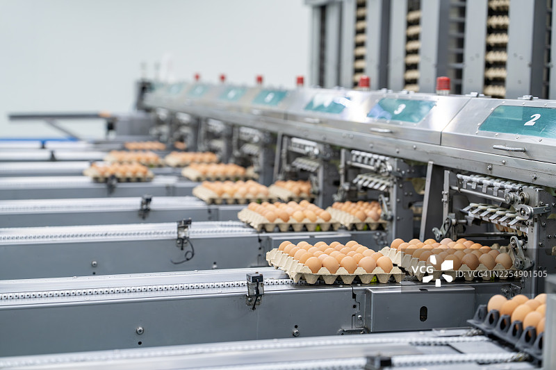 鸡蛋在工厂的自动化生产线上移动图片素材