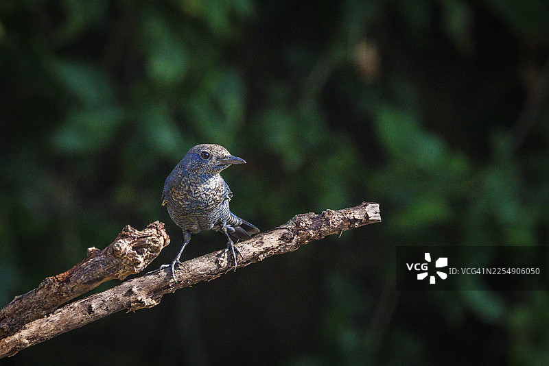 蓝岩鸫栖息在树枝上，置身于其自然栖息地。图片素材