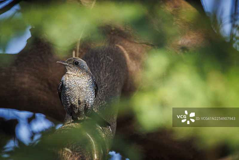 蓝岩鸫栖息在树枝上，置身于其自然栖息地。图片素材