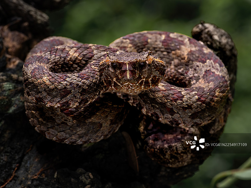 Flat nosed pit viper图片素材