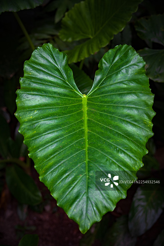 热带植物异叶万年青或称大象耳。叶子纹理背景。绿叶图案背景。自然背景与壁纸图片素材