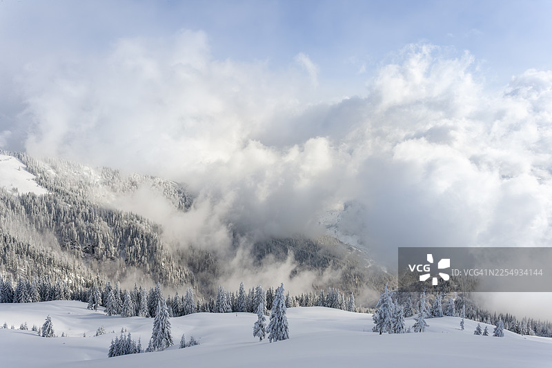 雄伟的雪松松树，阳光明媚，带有镜头光晕图片素材