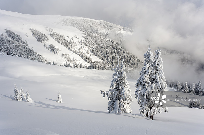 宏伟的雪松松树，阳光明媚，带有镜头光晕图片素材