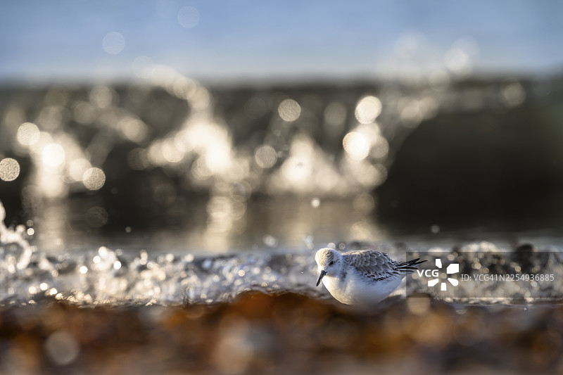 在德国石勒苏益格-荷尔斯泰因州黑尔戈兰岛，一只白沙鹬（Calidris alba）在沙滩上，在闪耀的阳光下，海浪拍打着岸边，它在冲上岸的贻贝、海藻和其他杂物中寻找食物。图片素材