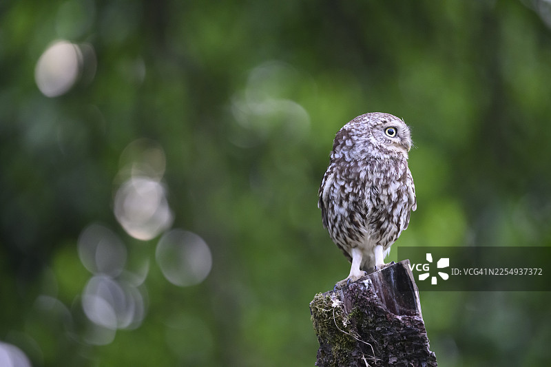 一只小猫头鹰（Athene noctua）独自坐在老柳木桩上，背景是柔和的绿色，周围点缀着一些花束图案，地点为德国下萨克森州的奥斯纳布吕克地区。图片素材