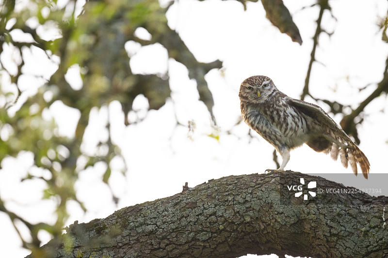 一只小鸱鸮（Athene noctua）在果树（Pyrus communis）的树枝上伸展翅膀，背景浅色，环境丰富，位于德国下萨克森州奥斯纳布吕克地区。图片素材