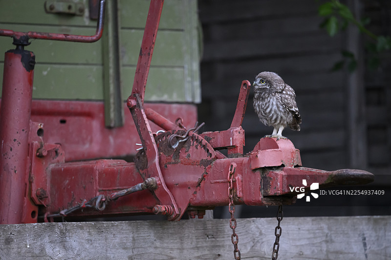 一只年幼的仓鸮（Athene noctua）栖息在一件旧农具的拉杆上，地点在德国下萨克森州的奥斯纳布吕克地区。图片素材