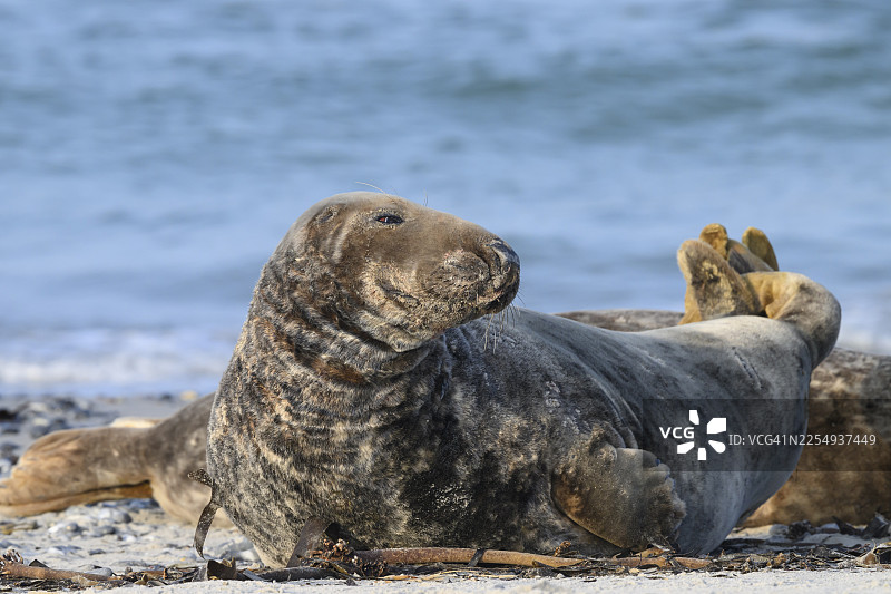 一只灰海豹（Halichoerus grypus）在海滩上放松地休息，背景是平静的大海，位于德国石勒苏益格-荷尔斯泰因州的海利戈兰岛。图片素材
