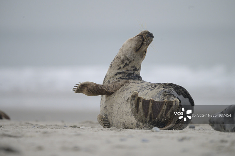 一只灰海豹（Halichoerus grypus）在海滩上放松地休息，背景是平静的大海，位于德国石勒苏益格-荷尔斯泰因州的海利戈兰岛。图片素材
