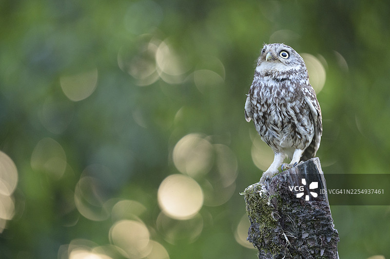 一只小猫头鹰（Athene noctua）独自坐在旧的柳木杆上，背景是柔和的绿色，周围有一些花束图案，地点：德国下萨克森州奥斯纳布吕克地区图片素材