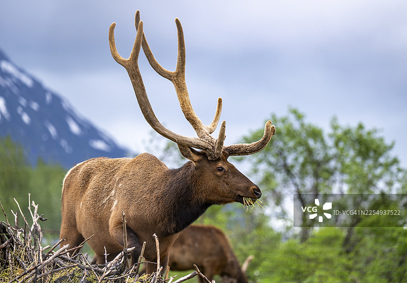 马鹿（加拿大马鹿），阿拉斯加，美国图片素材