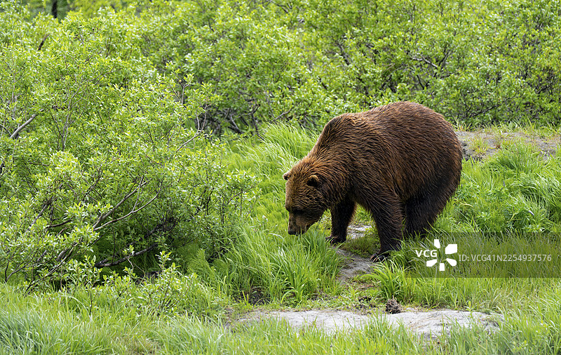 棕熊（Ursus arctos）在春季的阿拉斯加草地上图片素材