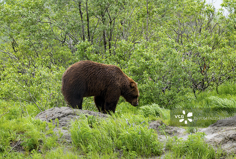 春季阿拉斯加的草地棕熊（Ursus arctos）图片素材