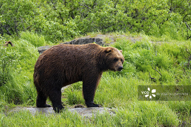 棕熊（Ursus arctos）在春季的阿拉斯加草地上图片素材
