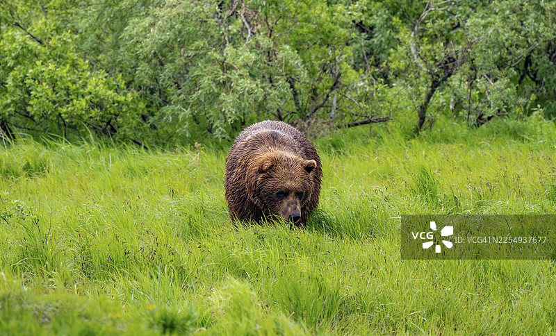 春季阿拉斯加的草地上的一只棕熊（Ursus arctos）图片素材