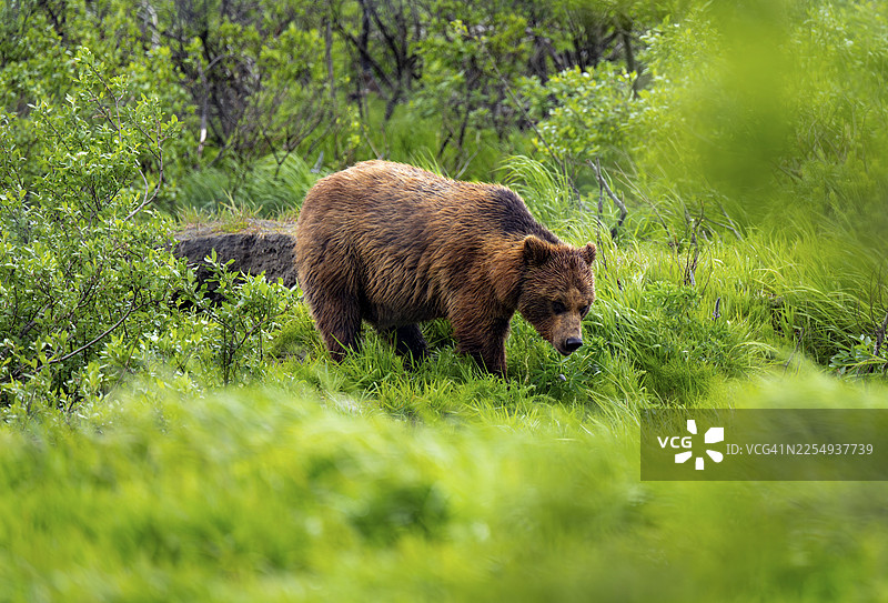 棕熊（Ursus arctos）在春季的阿拉斯加草地上图片素材