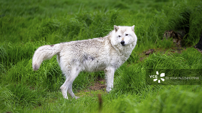 北极狼（犬型亚种），阿拉斯加，美国图片素材
