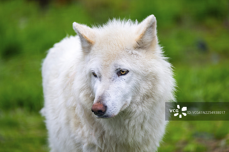 北极狼（犬型亚种），动物肖像，阿拉斯加，美国图片素材