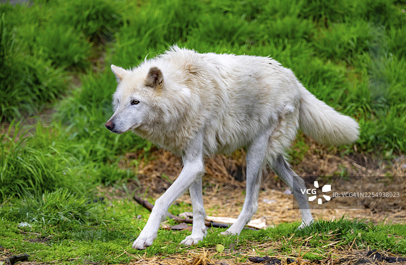 北极狼 (Canis lupus arctos)，阿拉斯加，美国图片素材