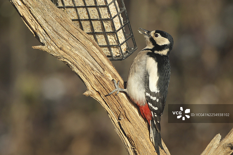 大斑啄木鸟（Dendrocopos major）在德国巴伐利亚州阿尔高地区森林中冬季觅食图片素材