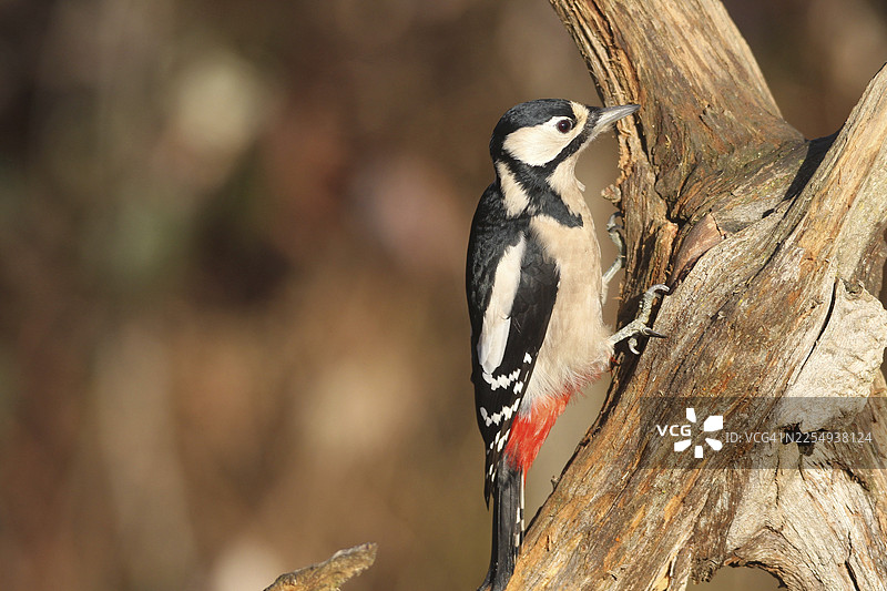 大斑啄木鸟（Dendrocopos major）在德国巴伐利亚州阿尔高地区森林中冬季觅食图片素材