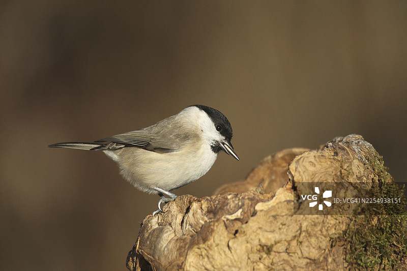 冬季在森林中喂食的沼泽山雀（Poecile palustris），德国巴伐利亚州阿尔高地区图片素材
