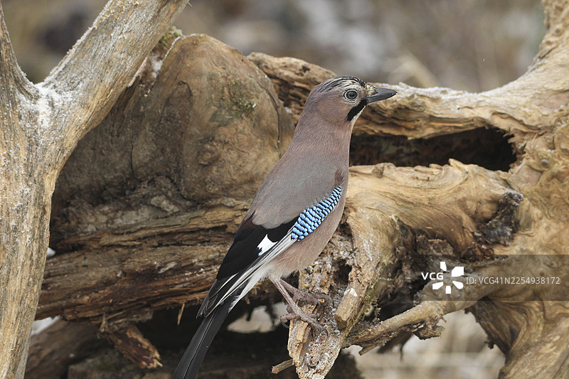 在德国巴伐利亚州阿尔高地区森林中越冬的欧亚松鸦（Garrulus glandarius）正在觅食图片素材