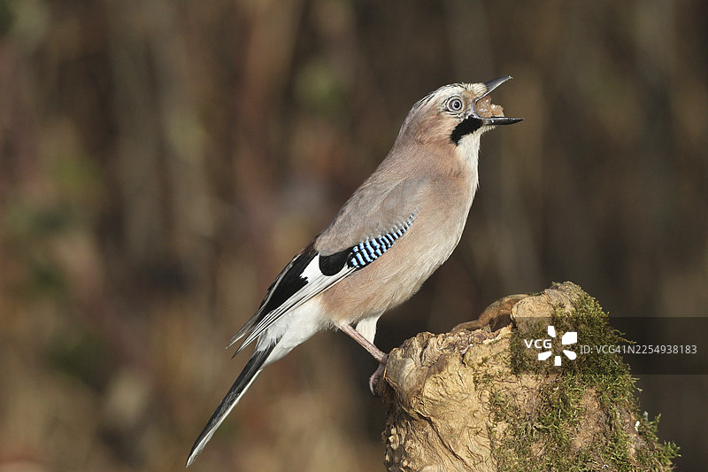 冬季在德国巴伐利亚州阿尔高地区森林中觅食的欧亚鸲（Garrulus glandarius）图片素材