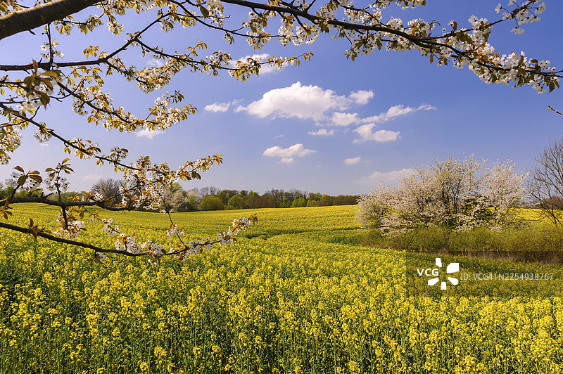 挪威诺尔特伦德拉格省劳夫斯内斯草地上的雄性驼鹿（Alces alces）图片素材