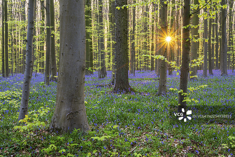 春季日出时分的欧洲山毛榉森林，林间开满了蓝铃花（风信子），比利时哈勒的哈勒森林，早春开花植物图片素材