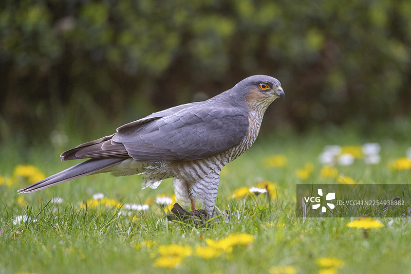 雀鹰（Accipiter nisus）捕食猎物，地点：德国下萨克森州费希塔图片素材