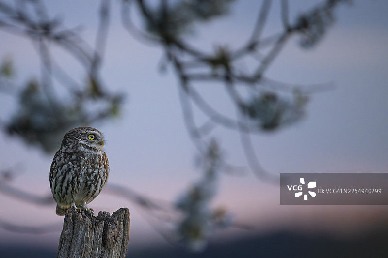 一只小猫头鹰（Athene noctua）栖息在古老、饱经风霜的栅栏柱上，周围环绕着银色光芒的树枝，地点为德国下萨克森州的奥斯纳布吕克地区。图片素材