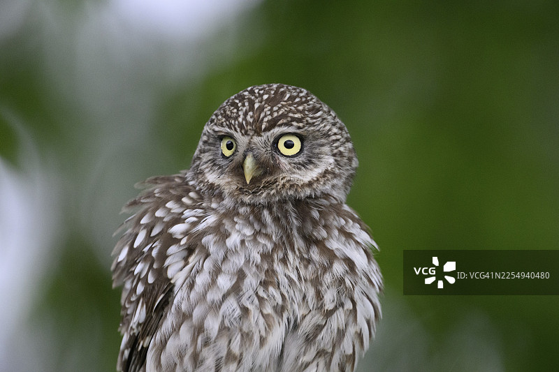 特写一只小猫头鹰（Athene noctua），羽毛蓬乱，黄眼睛，地点在德国下萨克森州奥斯纳布吕克地区。图片素材