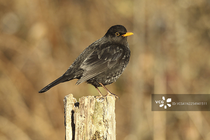 雄性乌鸫（Turdus merula），羽毛非纯黑，部分白化，带有许多浅色羽毛，在德国巴伐利亚州阿尔高地区森林中冬季觅食图片素材