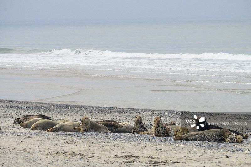 一群灰海豹（Halichoerus grypus）在海滩上放松休息，背景是平静的大海，地点为德国石勒苏益格-荷尔斯泰因州黑利格兰岛。图片素材