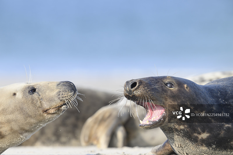 两只灰海豹(Halichoerus grypus)躺在沙滩上互动,雄性海豹张开嘴露出牙齿,背景是沙子和大海,地点为德国石勒苏益格-荷尔斯泰因州黑尔戈兰岛。图片素材