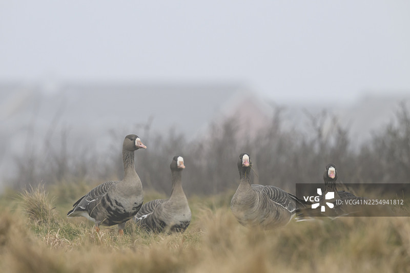 四只白额雁（Anser albifrons）站在棕色的草地上，一只在前，其余在后，地点为德国石勒苏益格-荷尔斯泰因州黑尔戈兰岛。图片素材