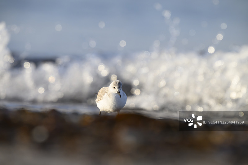 沙鸥（Calidris alba）站在海滩上，靠近拍打的海浪，阳光闪耀在水面上，气氛宁静祥和，位于德国石勒苏益格-荷尔斯泰因州赫利戈兰岛。图片素材