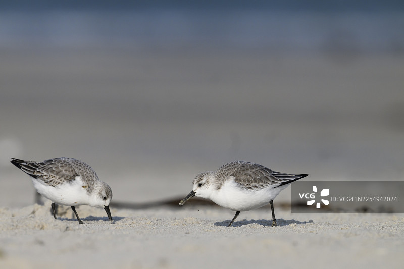 两只白腹滨鹬（Calidris alba）在海滩上觅食，地点位于德国石勒苏益格-荷尔斯泰因州黑尔戈兰岛。图片素材