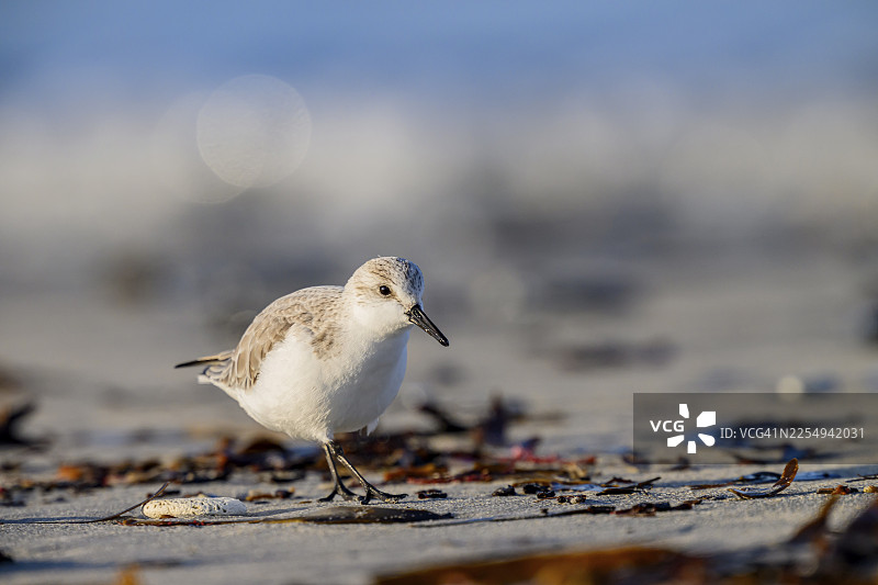 一只矶鹬（Calidris alba）在黑尔戈兰岛、石勒苏益格-荷尔斯泰因州、德国的沙滩上近距离特写，在贻贝中觅食图片素材