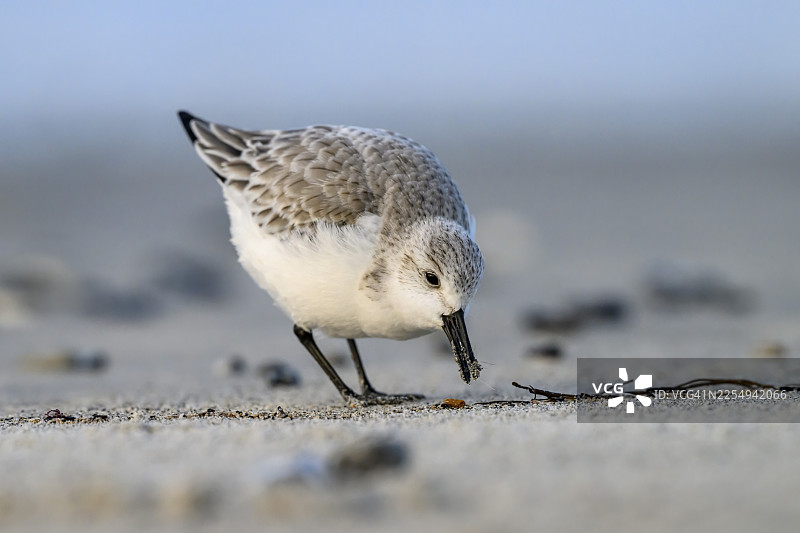 沙海雀（Calidris alba）在沙滩上近距离觅食，在贻贝、海藻和其他冲上海岸的杂物中寻找食物，地点：德国石勒苏益格-荷尔斯泰因州黑里戈兰岛图片素材