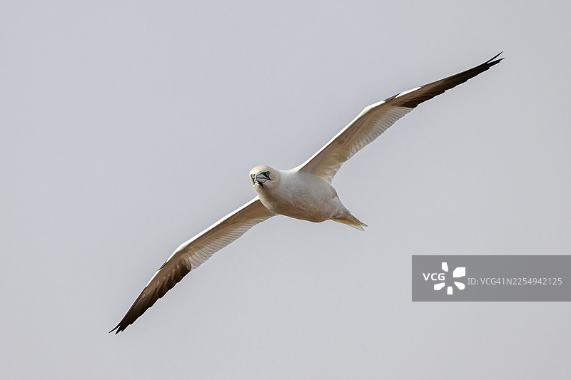 一只塘鹅（Sula bassana）在明亮的や空下展翅飞翔，地点为德国石勒苏益格-荷尔斯泰因州的黑尔戈兰岛。图片素材