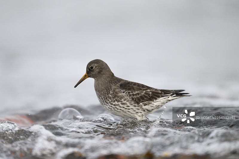 在德国石勒苏益格-荷尔斯泰因州黑尔戈兰岛，紫砂鹬（Calidris maritima）站在浅水中，周围是翻腾的波浪泡沫。图片素材