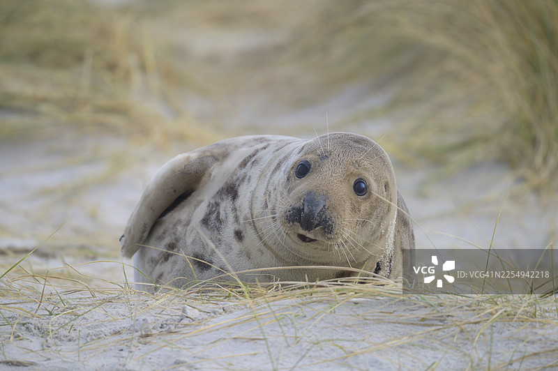 一只年轻的灰海豹（Halichoerus grypus）好奇地躺在沙丘中观察四周，海豹躺在沙丘上，神情专注，周围是自然风光，地点为德国石勒苏益格-荷尔斯泰因州黑利贡岛。图片素材