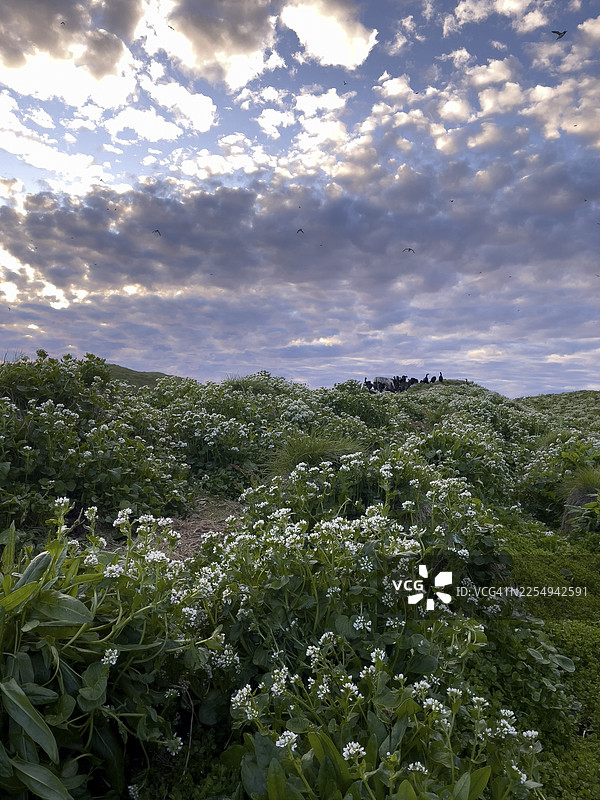 挪威芬马克郡瓦尔德,霍尔诺亚鸟岛上郁郁葱葱的植被,天空中布满云彩,地平线上有一群凤头潜鸟(Phalacrocorax aristotelis)。图片素材