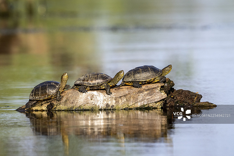 水中的欧洲泽龟（Emys orbicularis）在树干上晒太阳，两栖动物，罗马尼亚多瑙河三角洲图片素材