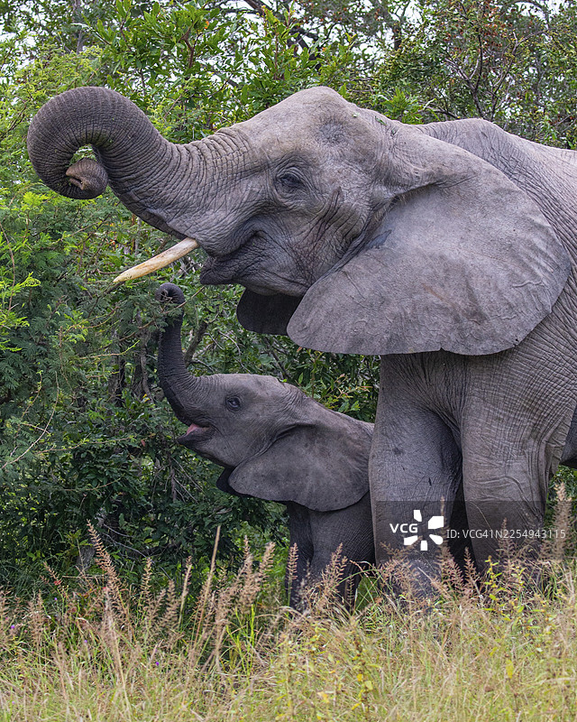 非洲象（Loxodonta africana）与幼象在南非克鲁格国家公园的草原上图片素材