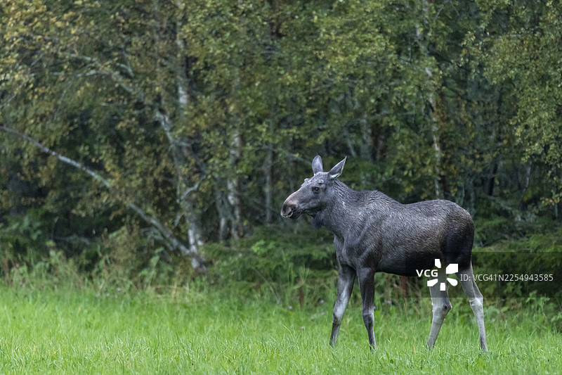 挪威诺尔特伦德拉格省劳夫斯内斯草地上的驼鹿（Alces alces）图片素材
