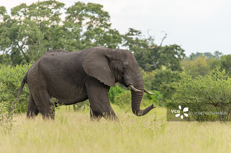 非洲象（Loxodonta africana），位于南非克鲁格国家公园的草原上图片素材